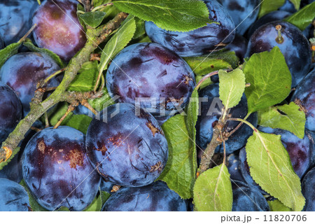 plums 11820706