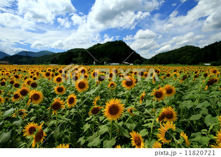 ひまわり畑32 ひまわり畑32 11820721