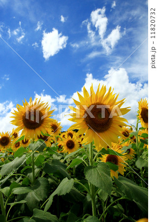 ひまわり畑15 11820732