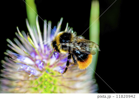 buff-tailed bumblebee on teasel buff-tailed bumblebee on teasel 11820942