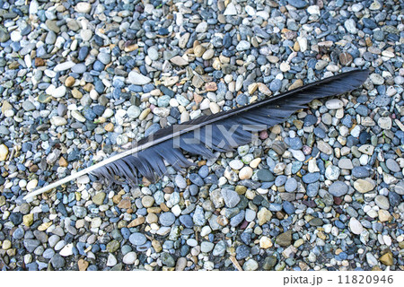 feather on grit feather on grit 11820946