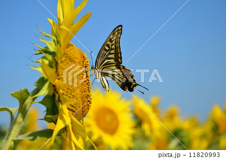 向日葵とアゲハチョウ 11820993