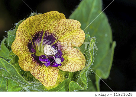 black henbane, medieval medicine plant 11821029