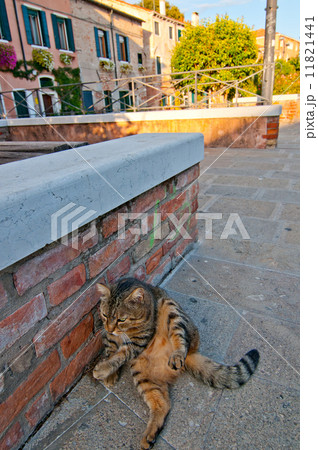 Venice Italy cat on the street Venice Italy cat on the street 11821441