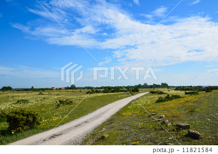 Summer landscape 11821584