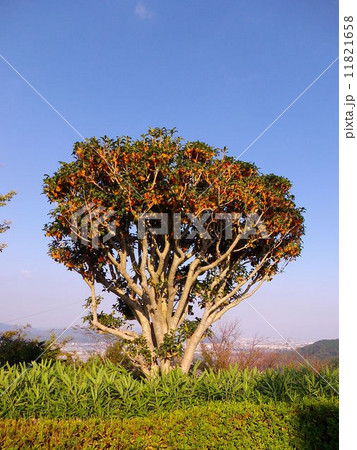 キンモクセイと青空 11821658