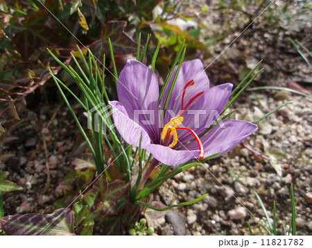 サフラン 11821782