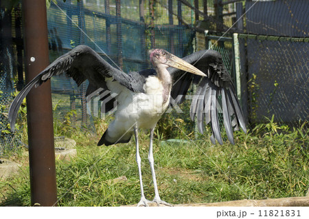 アフリカハゲコウ　千葉市動物園 11821831