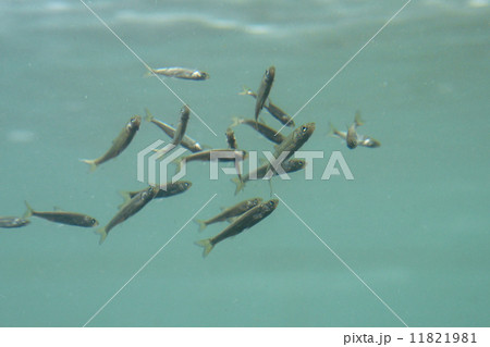 ウグイの稚魚(千歳サケのふるさと館) 11821981