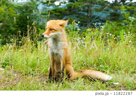 キタキツネ 11822287