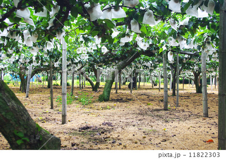 初夏の梨畑 初夏の梨畑 11822303