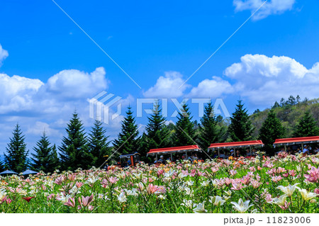 ユリの花 11823006