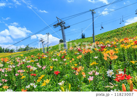 ユリの花 11823007