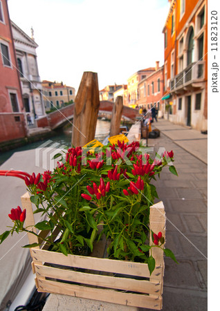 Venice Italy red chili pepper plant 11823120