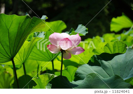 ハスの花 11824041