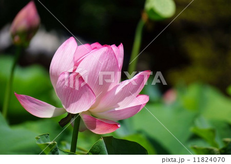 ハスの花 ハスの花 11824070