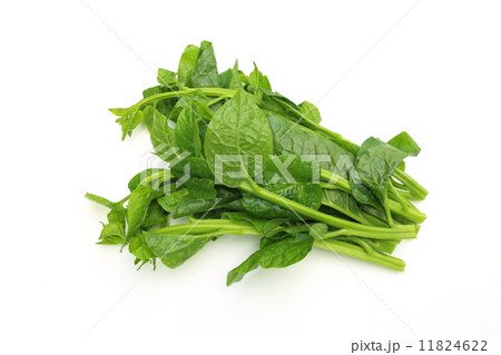 ツルムラサキ ツルムラサキ 11824622