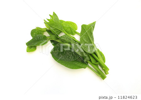 ツルムラサキ 11824623