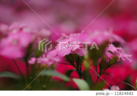 ダイアンサス 11824692