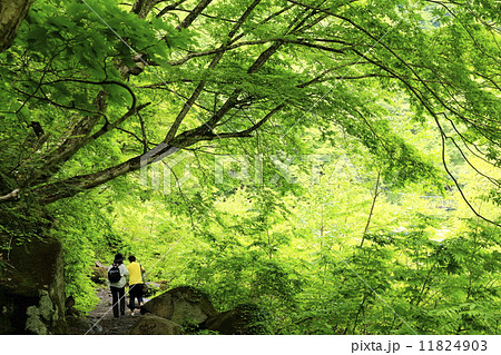 新緑の道 11824903