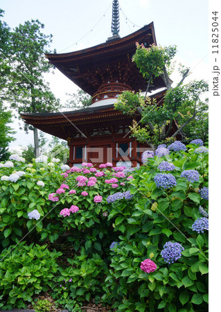 久米寺の紫陽花 11825044