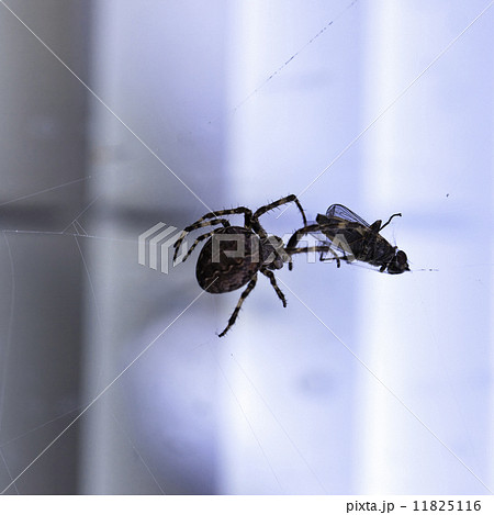 Spider with its prey 11825116