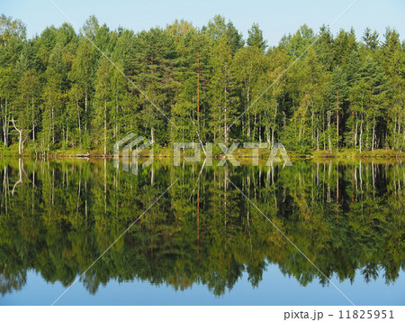 forest lake. karelia 11825951