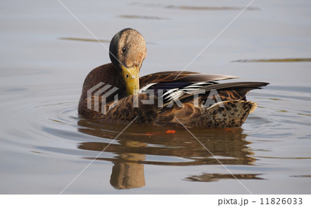 duck on the lake 11826033