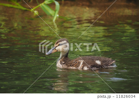 chick mallard on the lake chick mallard on the lake 11826034
