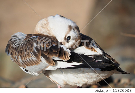 gull chick 11826038