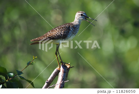 Wood Sandpiper 11826050