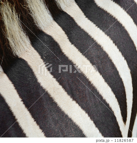 Common Zebra skin Common Zebra skin 11826587