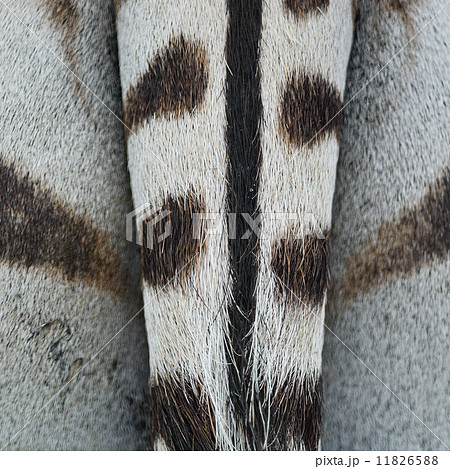 Common Zebra skin Common Zebra skin 11826588