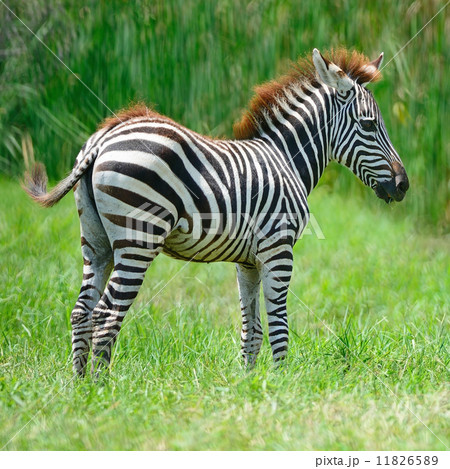 Common Zebra Common Zebra 11826589