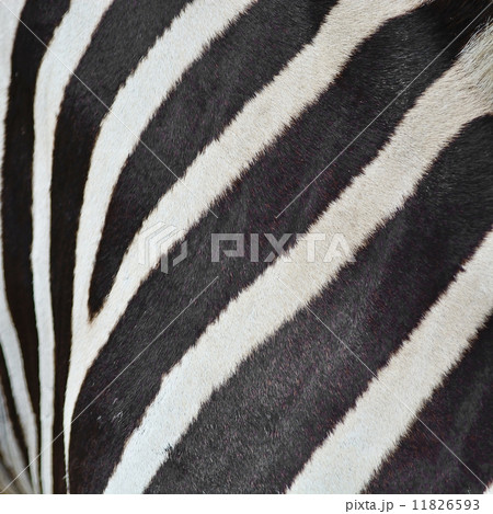 Common Zebra skin Common Zebra skin 11826593