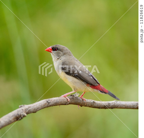 female Red Avadavat 11826619
