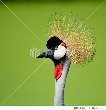 Grey Crowned Crane 11826627