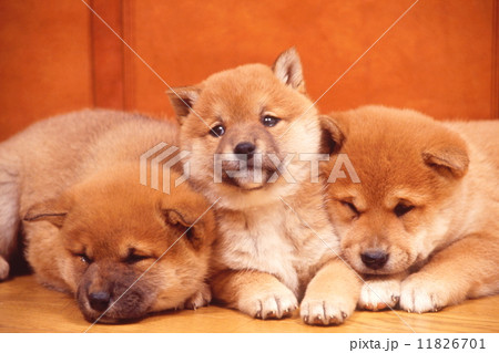 かわいい子犬 11826701