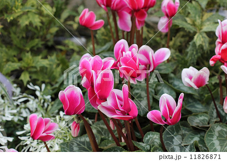 シクラメン 11826871