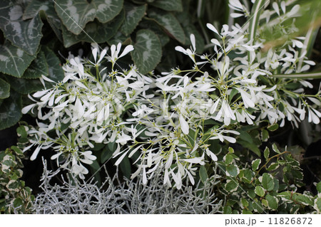 ユーフォルビア・シラユキヒメ 11826872