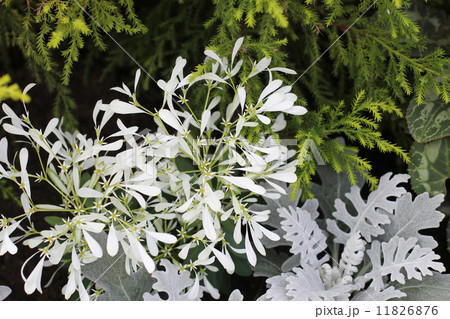 ユーフォルビア・シラユキヒメ 11826876