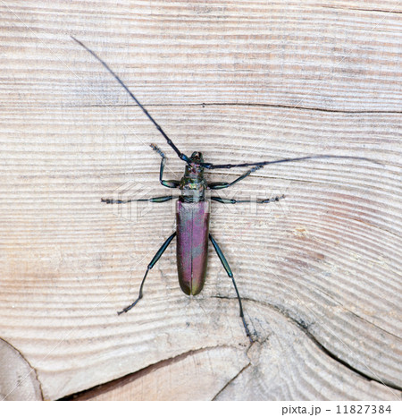 Beetle on wooden background Beetle on wooden background 11827384