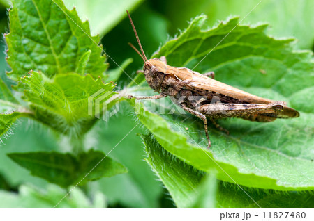 grasshopper on a green leaf grasshopper on a green leaf 11827480