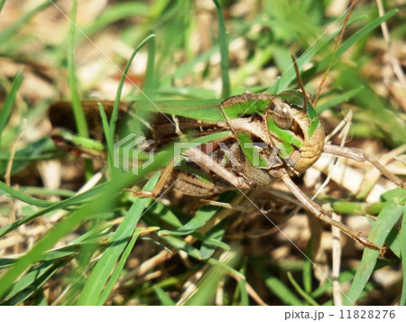 バッタ 11828276