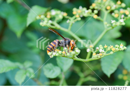 スズメバチ 11828277