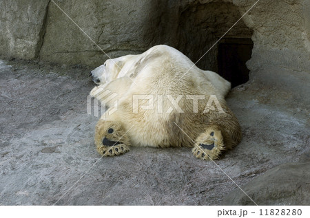 Polar bear 11828280