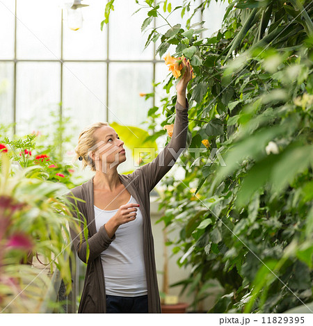 Florists woman working in greenhouse.  11829395