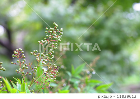 ナンテンの実と雨雫 11829612