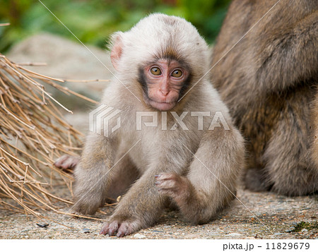 白い日本猿の子猿の写真素材