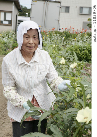 オクラを収穫する笑顔のシニア女性 オクラを収穫する笑顔のシニア女性 11829706